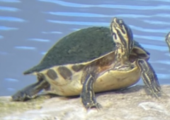 Pseudemys peninsularis