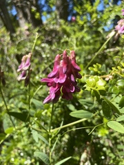 Vicia nigricans