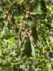 Vicia nigricans
