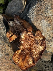 Omphalotus olivascens