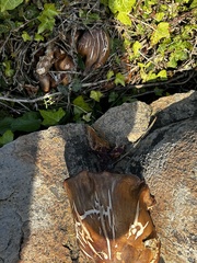 Omphalotus olivascens