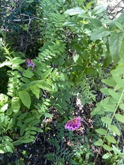 Vicia nigricans