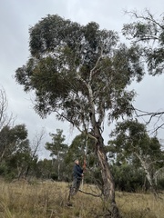 Eucalyptus viminalis
