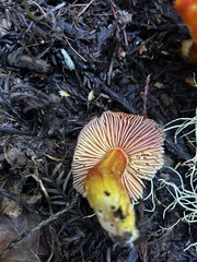 Hygrocybe laetissima