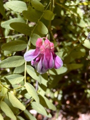 Vicia nigricans