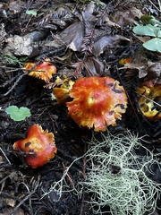 Hygrocybe laetissima