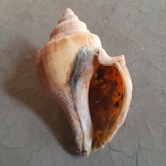 Volegalea cochlidium