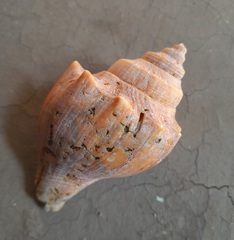 Volegalea cochlidium