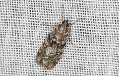 Scoparia syntaracta