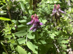 Vicia nigricans