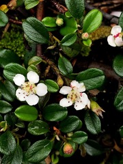 Cotoneaster morrisonensis