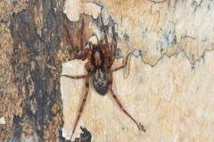 Liocranum rupicola