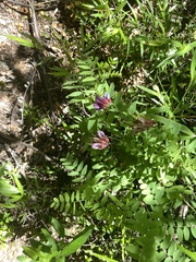 Vicia nigricans