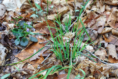 Carex laxiflora