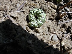 Cucullia chamomillae