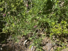Vicia nigricans