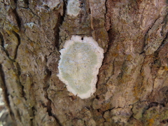 Cryptothecia striata