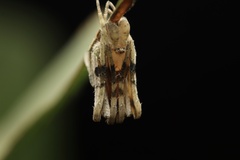 Cyphalonotus