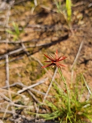Cyperus rupestris