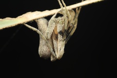 Cyphalonotus
