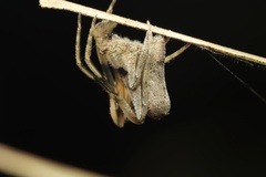 Cyphalonotus