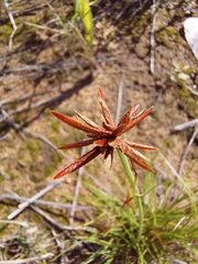 Cyperus rupestris