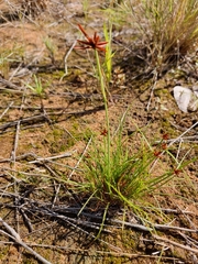 Cyperus rupestris