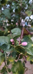 Citrus