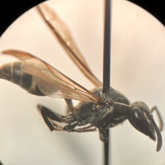 Polybia plebeja