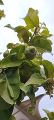 Citrus