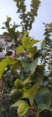 Citrus