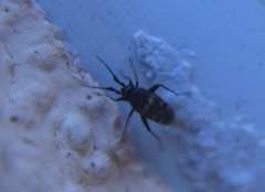 Spanagonicus albofasciatus