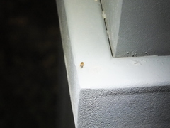 Aeoloderma agnata