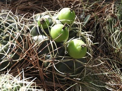 Gymnocalycium monvillei