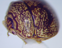 Coptosomatinae