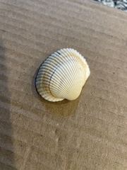 Lunarca ovalis