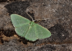 Xenochlorodes olympiaria