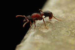 Stictoponera bicolor