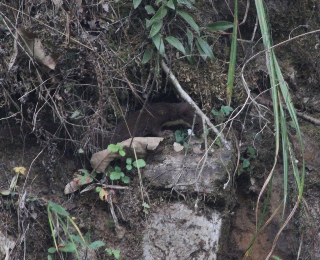Yellow-bellied Weasel