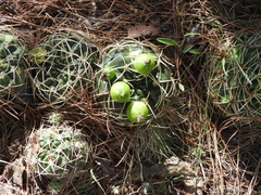 Gymnocalycium monvillei