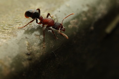 Stictoponera bicolor