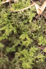 Plagiomnium undulatum