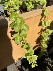 Clinopodium douglasii