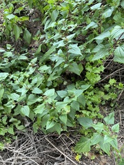 Cucurbita foetidissima