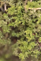 Plagiomnium undulatum