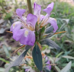 Hygrophila auriculata
