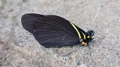 Pereute charops charops