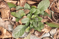 Ajuga