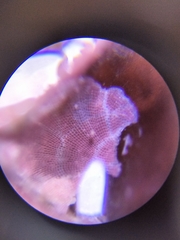 Membranipora membranacea