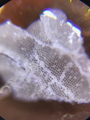 Membranipora membranacea